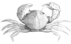 <em>Pilumnus kingstoni</em> (half denuded to show carapace detail) [from Rathbun 1923: pl. 30]