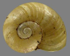 <em>Montidelos canerisi</em>, dorsal view.
Diameter of shell: 5.5 mm