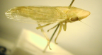 <I>Newmaniana queenslandensis</I>(Evans), adult female.