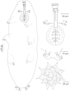 Macrobiotidae: <i>Macrobiotus hieronimi</i>, habitus, bucco-pharyngeal apparatus, leg and egg