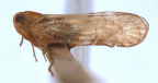 <i>Leptolamia compressa</i> (Kirkaldy), type species of <i>Leptolamia</i> Metcalf