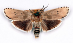 <I>Cryptophasa nigricincta</I> (Turner, 1898) [photo by Len Willan]