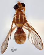 <i>Bactrocera (Zeugodacus) macrovittata</i> Holotype