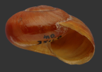 <em>Briansmithia ptychomphala</em>, apertural view.