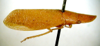 <I>Petalocephala bohemani </I>Stål, adult.