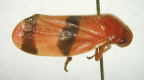 <I>Euryaulax carnifex</I> (Fabricius), adult, WA form.