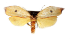 <I>Eschatura lemurias</I> Meyrick, 1897 male [photo by Len Willan]