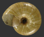 <em>Austrorhytida harriettae</em>, ventral view. 