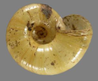 <em>Macrodelos bishopi</em>, ventral view.