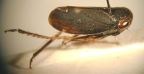 <I>Neotartessus flavipes</I> (Spångberg), adult male.