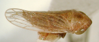 <i>Ledrella brunnea</i> Evans, type species of <i>Ledrella</i> Evans.