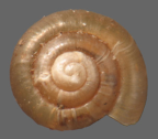 <em>Kaputaresta nandewarensis</em>, dorsal view.
Diameter of shell: 1.8 mm.