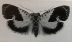 <I>Hypertropha chalaenota</I> Meyrick. Wingspan 20mm