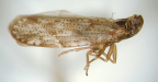 <I>Wernindia rhomboidea</I> Löcker & Fletcher, holotype