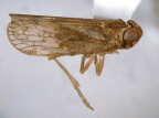 <i>Monomalpha fletcheri</i> Emeljanov, adult male