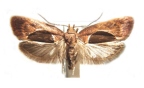 <I>Hoplomorpha abalienella</I> (Walker, 1864) [photo by Len Willan]