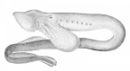 <I>Geotria australis</I> holotype