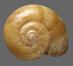 <em>Umbilidelos mcilwraith</em>, dorsal view.
Diameter of shell: 10.5 mm