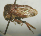 <I>Pogonotypellus australis</I> (Goding), adult.