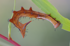 Mature larva of <i>Neola semiaurata</i> Walker, 1855 on sunshine wattle <i>Acacia terminalis</i> (Mimosaceae)