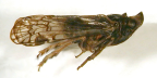 <I>Rhigedanus maculipennis</I> Emeljanov, adult