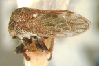 <i>Daymfus montanus</i> (Day), type species of <i>Daymfus</i> Özdikmen & Demir.