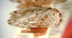 <I>Exitianus selbyi  </I>(Evans), lectotype female.