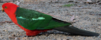 Australian King Parrot, Pebbly Beach, NSW
