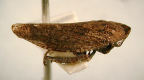 <I>Smicrocotis brunneus</I> (Evans), adult.