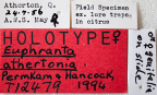 <i>Euphranta athertonia</i> Holotype label
