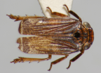 <i>Gelastopsis mulliganensis</i> Constant, paratype male