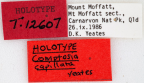 <i>Comptosia capillata</i> Holotype label