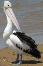 Australian Pelican, Hastings, Victoria