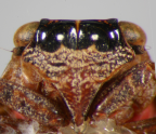 <i>Gelastopsis insignis</i> Kirkaldy, face of adult showing possible mimicry of jumping spider