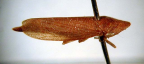 <I>Rhotidus teliformis</I> (Walker), adult female.