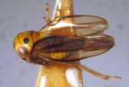 <i>Pedioscopus philenor</i> Kirkaldy, adult male.