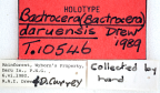 <i>Bactrocera (Bactrocera) daruensis</i> Holotype label