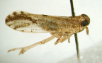 <I>Perkinsiella thompsoni</I> Muir, adult