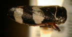 <i>Pauroeurymela amplicincta</i> (Walker), type species of <i>Pauroeurymela</i> Evans.