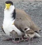 Masked Lapwing with fledglings, Iluka, north-eastern New South Wales