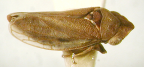 <i>Taslopa montana</i> Evans, macropterous adult.
