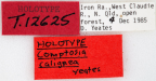 <i>Comptosia calignea</i> Holotype label