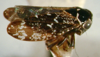 <i>Eurymelella tonnoiri</i> Evans, type species of <i>Eurymelella</i> Evans.