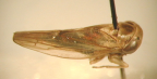 <I>Zaletta kisseis </I>(Kirkaldy), adult female.