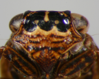 <i>Gelastopsis mulliganensis</i> Constant, face of paratype male