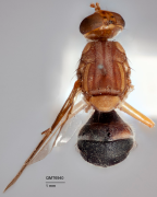 <i>Dacus (Strumeta) abdonigellus</i> Holotype