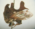 <I>Acanthucalis macalpini</I> Evans, adult.