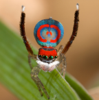 <i>Maratus rainbowi</i> (Roewer, 1951)