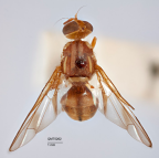 <i>Neozeugodacus aurea</i> Holotype