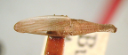 <I>Paradorydium pseudolyricen </I>Kirkaldy, lectotype male.